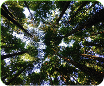 Environment